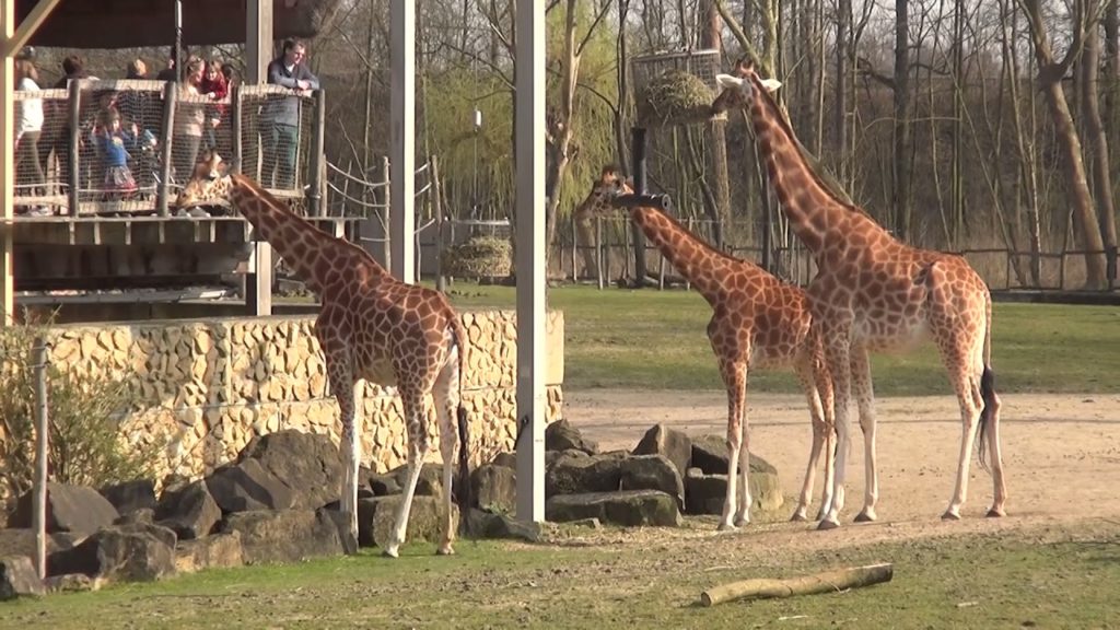 zoo in belgium