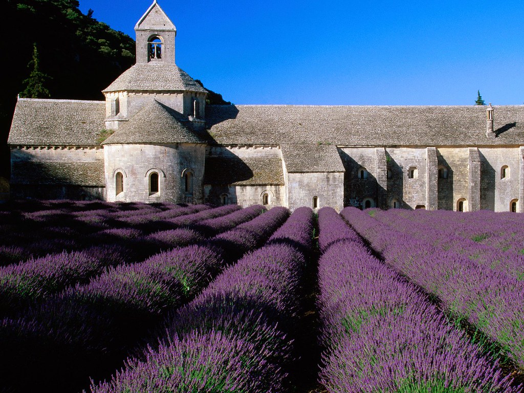 Have fun in Lavender Field