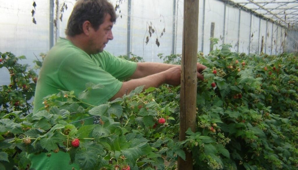 Ferme Framboos - Berry picking farm in Belgium