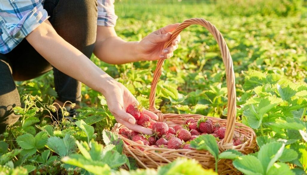 Fruit Time - U Pick Farm in Belgium