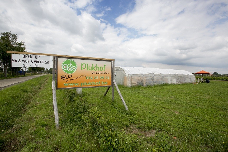 Berry picking organic farm in Belgium