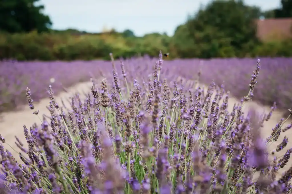 Lavender Field - Must-Do Things in Hasselt